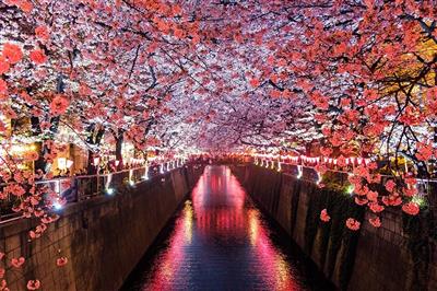 le hanami celebration des cerisiers en fleurs au japon personnalisé