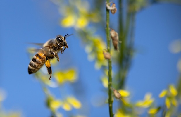bee 7370876 1280 1
